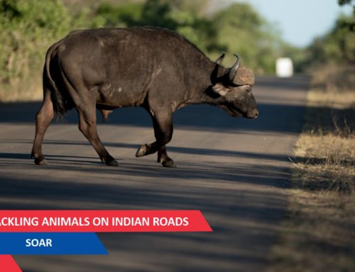 Surviving On Aggressive Roads: Tackling Animals On Indian Roads